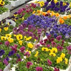 Bedding Plants