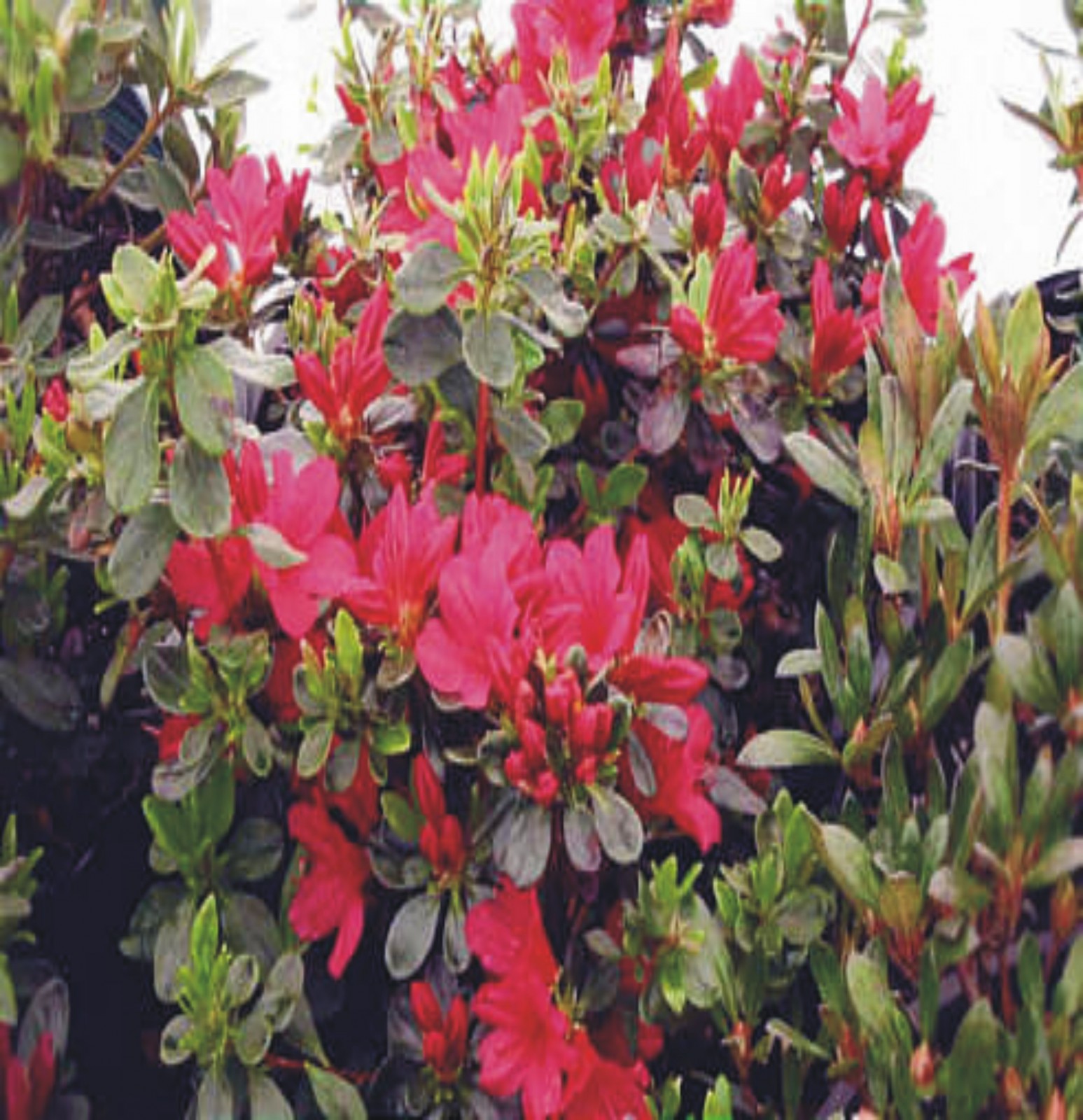 Azalea Japonica Brilliant - Smith's Orchard Garden Centre