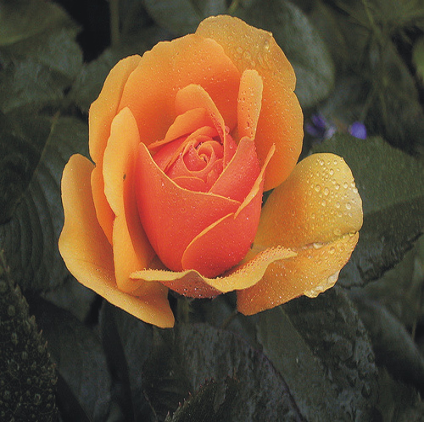 Amber Queen - Floribunda Rose - Smith’s Orchard Garden Centre
