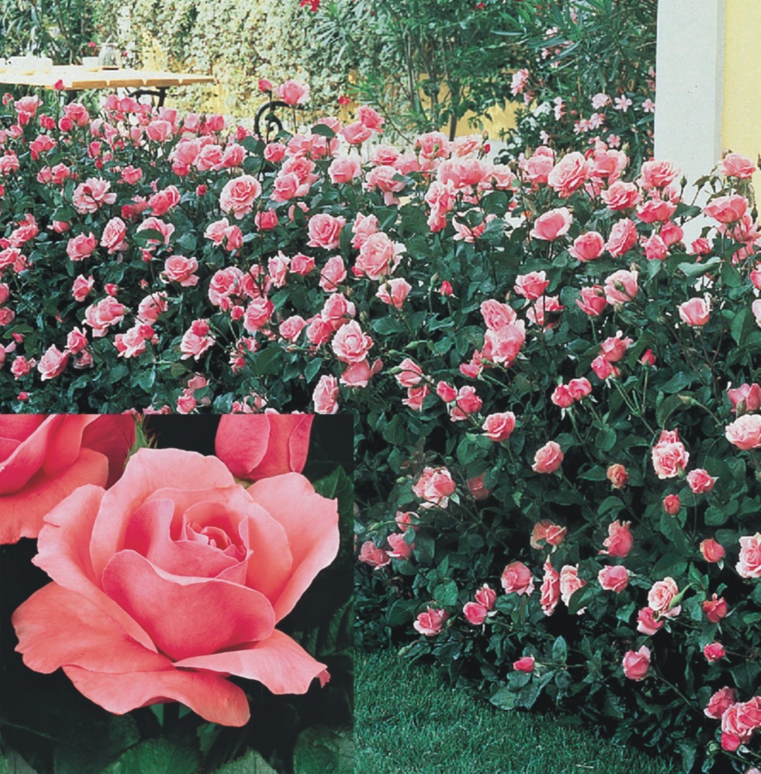 Queen Elizabeth Floribunda Rose Smith's Orchard Garden Centre