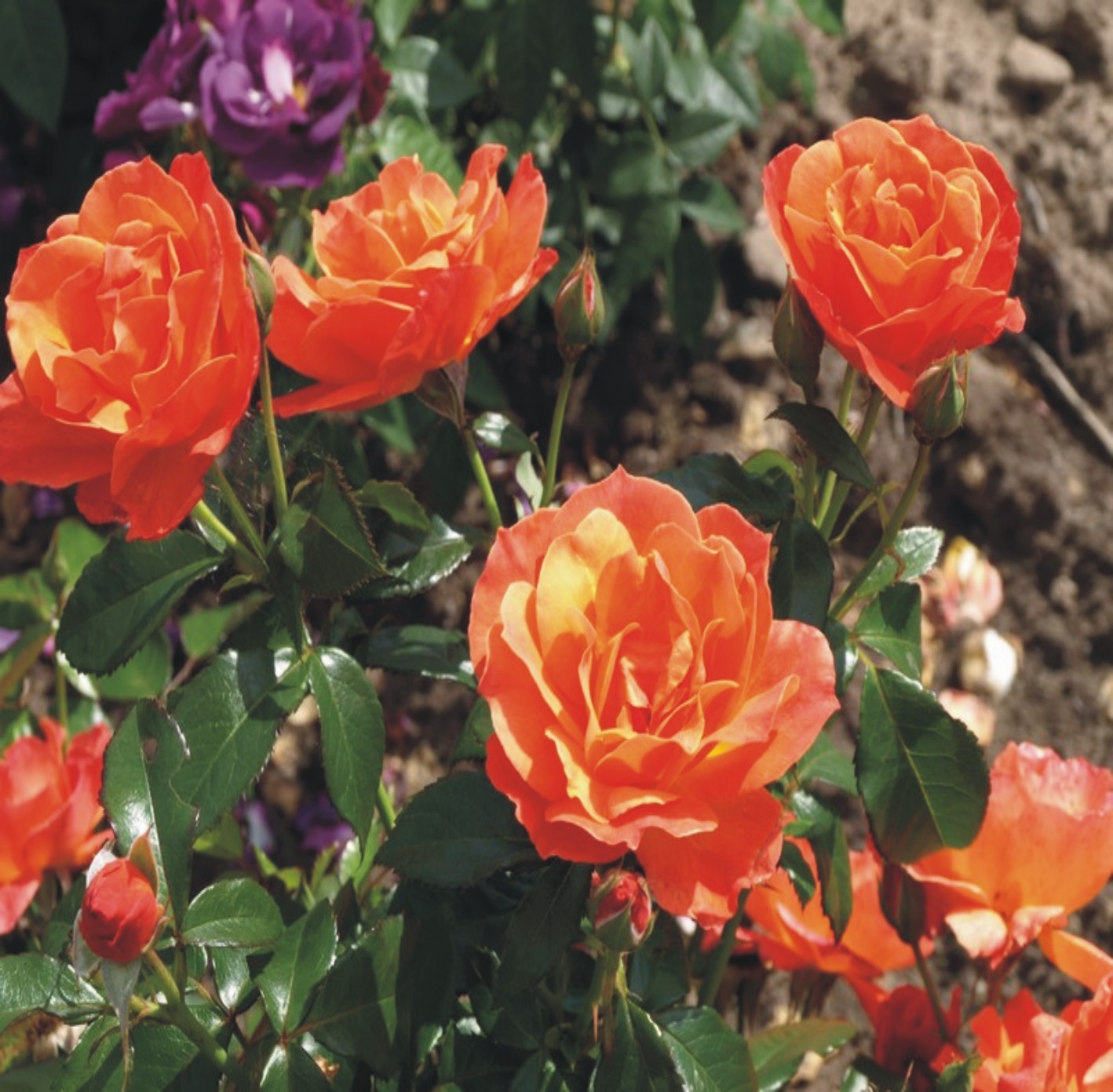 Fellowship Floribunda Rose Smith's Orchard Garden Centre