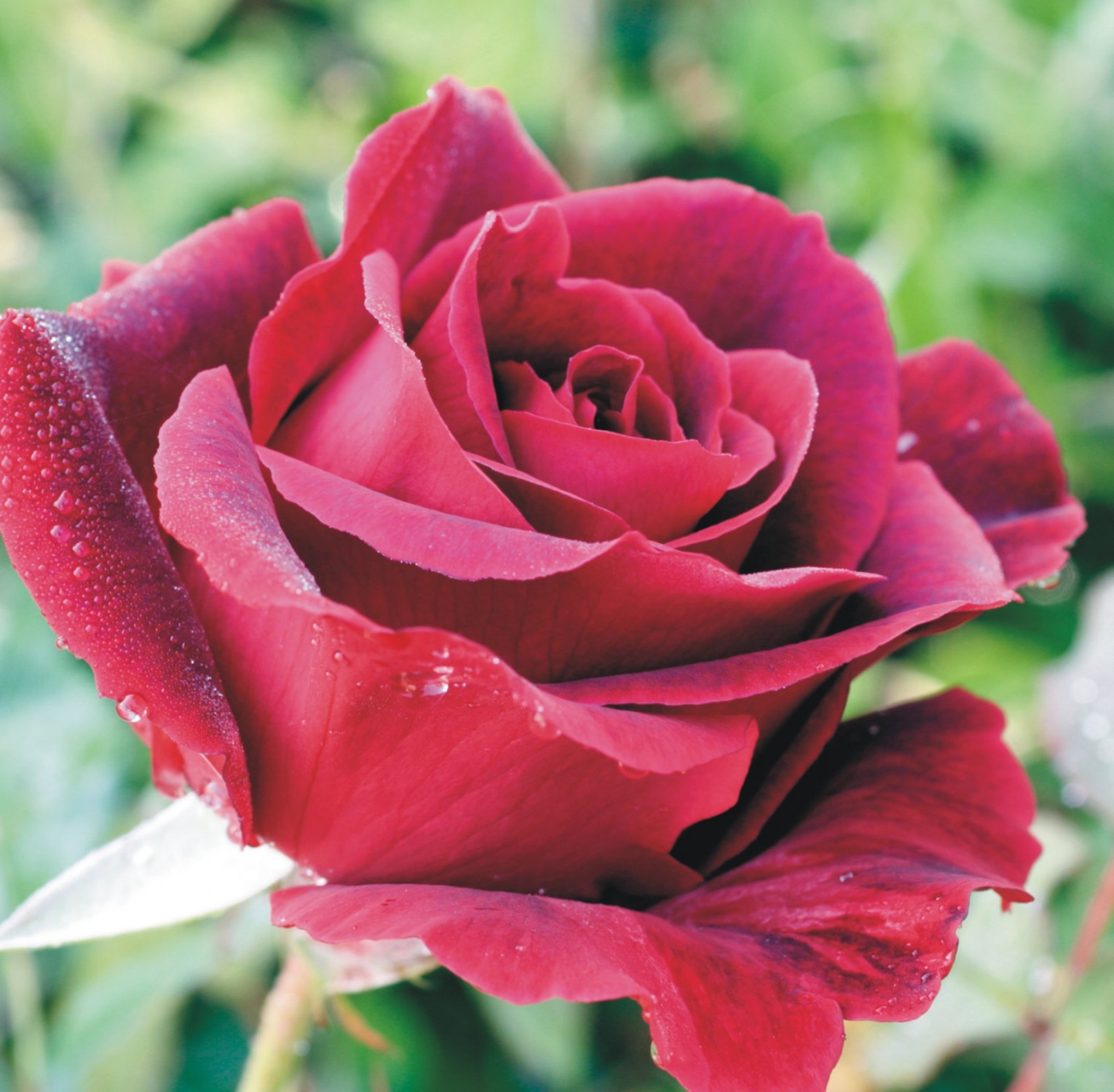 Lawn Furniture Covers >> Ena Harkness - Hybrid Tea Rose - Smith's Orchard Garden Centre Lawn Furniture Covers >> Ena Harkness - Hybrid Tea Rose - Smith's Orchard Garden Centre