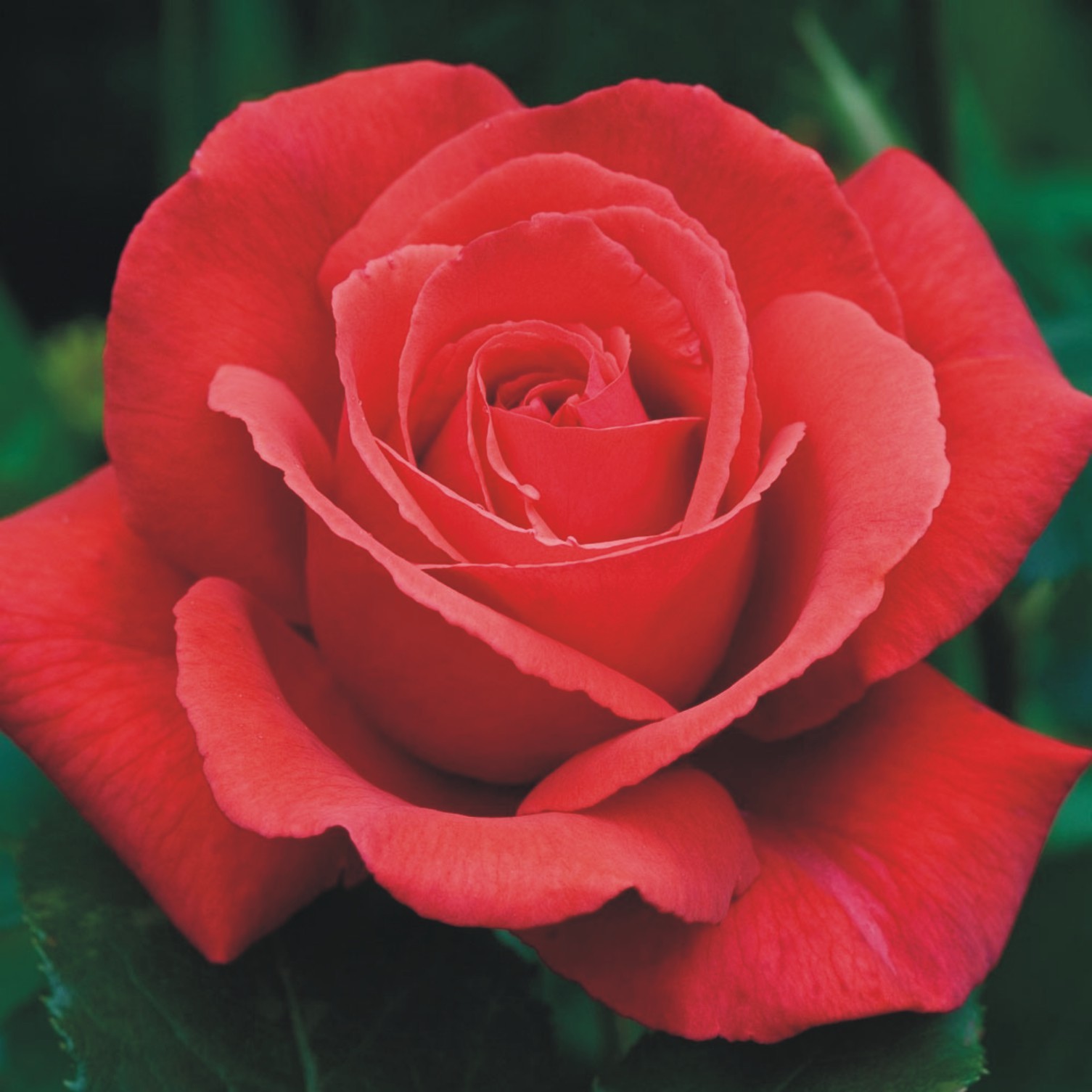 Fragrant Cloud Hybrid Tea Rose Smith's Orchard Garden Centre